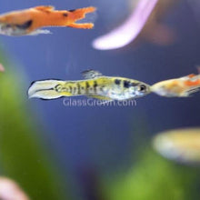 Load image into Gallery viewer, Mystery Endlers 6 Pack-Live Animals-Glass Grown-School of 6-Glass Grown Aquatics-Aquarium live fish plants, decor
