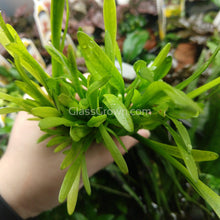 Load image into Gallery viewer, 1 CENT SAMPLE 1 Rooted Narrowleaf Sagittaria Subulata-Aquatic Plants-Glass Grown-Glass Grown Aquatics-Aquarium live fish plants, decor