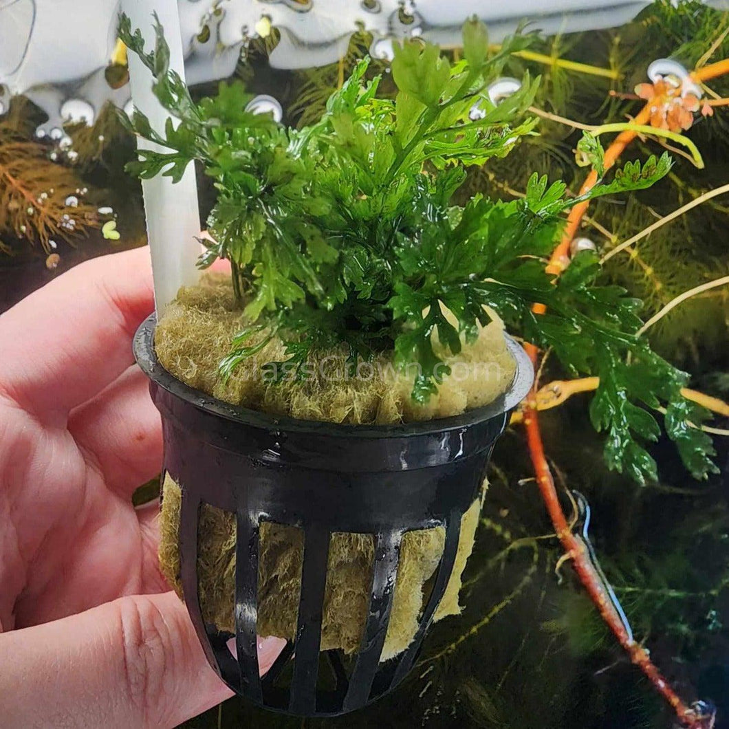 Potted Mini Bolbitis Heteroclita-Aquatic Plants-Glass Grown Aquatics-Glass Grown Aquatics-Aquarium live fish plants, decor