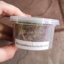 Load image into Gallery viewer, Tissue Culture Alternanthera Reineckii 'Mini'-Aquatic Plants-Glass Grown Aquatics-Glass Grown Aquatics-Aquarium live fish plants, decor