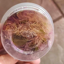 Load image into Gallery viewer, Tissue Culture Alternanthera Reineckii 'Mini'-Aquatic Plants-Glass Grown Aquatics-Glass Grown Aquatics-Aquarium live fish plants, decor