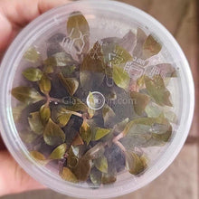 Load image into Gallery viewer, Tissue Culture Alternanthera Reineckii 'Mini'-Aquatic Plants-Glass Grown Aquatics-Glass Grown Aquatics-Aquarium live fish plants, decor