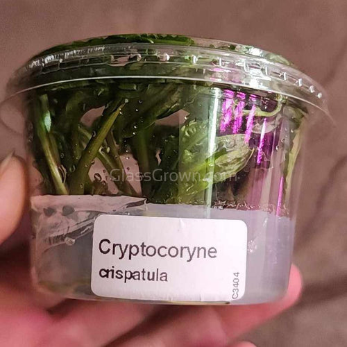 Tissue Culture Cryptocoryne Crispatula-Aquatic Plants-Glass Grown Aquatics-Glass Grown Aquatics-Aquarium live fish plants, decor