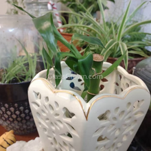 Load image into Gallery viewer, 1 CENT SAMPLE Lucky Bamboo Stalk-Aquatic Plants-Glass Grown-Glass Grown Aquatics-Aquarium live fish plants, decor