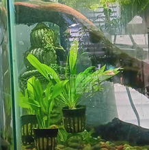 Load image into Gallery viewer, Potted Amazon Sword-Aquatic Plants-Glass Grown-Glass Grown Aquatics-Aquarium live fish plants, decor
