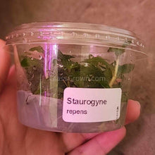 Load image into Gallery viewer, Tissue Culture Staurogyne Repens-Aquatic Plants-Glass Grown-Glass Grown Aquatics-Aquarium live fish plants, decor