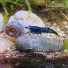Load image into Gallery viewer, Blue Dream Dwarf Shrimp 10+ Pack-Live Animals-Glass Grown-10x-Glass Grown Aquatics-Aquarium live fish plants, decor