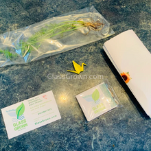 Load image into Gallery viewer, Lace Leaf Water Sprite (Indian Fern)-Aquatic Plants-Glass Grown-Glass Grown Aquatics-Aquarium live fish plants, decor