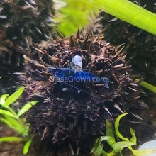 Load image into Gallery viewer, Blue Dream Dwarf Shrimp 10+ Pack-Live Animals-Glass Grown-10x-Glass Grown Aquatics-Aquarium live fish plants, decor