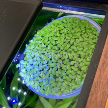 Load image into Gallery viewer, Giant Duckweed 2oz Portion NYE-Aquatic Plants-Glass Grown Aquatics-Glass Grown Aquatics-Aquarium live fish plants, decor