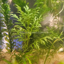 Load image into Gallery viewer, Bunch Water Wisteria (Hygrophila Difformis)-Aquatic Plants-Glass Grown-Glass Grown Aquatics-Aquarium live fish plants, decor
