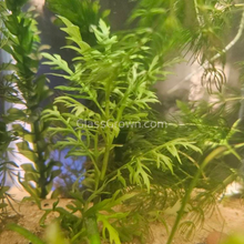 Load image into Gallery viewer, Bunch Water Wisteria (Hygrophila Difformis)-Aquatic Plants-Glass Grown-Glass Grown Aquatics-Aquarium live fish plants, decor
