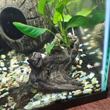Load image into Gallery viewer, Mopane Congo Driftwood Small (6-10")-Fish Supplies-Glass Grown-Glass Grown Aquatics-Aquarium live fish plants, decor