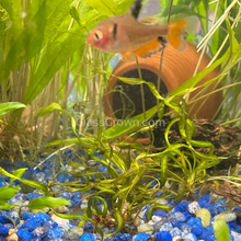 Load image into Gallery viewer, Corkscrew Vesuvius Sword-Aquatic Plants-Glass Grown-Glass Grown Aquatics-Aquarium live fish plants, decor