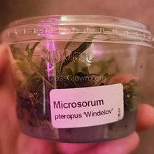 Load image into Gallery viewer, Tissue Culture Java Fern Windelov-Aquatic Plants-Glass Grown Aquatics-Glass Grown Aquatics-Aquarium live fish plants, decor