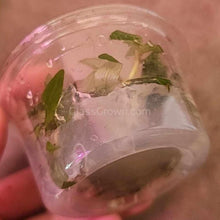 Load image into Gallery viewer, Tissue Culture Staurogyne Repens-Aquatic Plants-Glass Grown-Glass Grown Aquatics-Aquarium live fish plants, decor