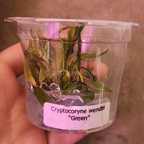 Tissue Culture Cryptocoryne Wendtii Green-Aquatic Plants-Glass Grown-Glass Grown Aquatics-Aquarium live fish plants, decor
