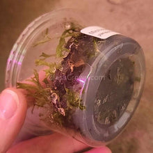 Load image into Gallery viewer, Tissue Culture Java Fern Windelov-Aquatic Plants-Glass Grown Aquatics-Glass Grown Aquatics-Aquarium live fish plants, decor