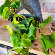 Load image into Gallery viewer, Philodendron 'Brasil'-Aquatic Plants-Glass Grown-Single Bare-Root Stem-Glass Grown Aquatics-Aquarium live fish plants, decor