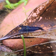 Load image into Gallery viewer, Blue Dream Dwarf Shrimp 10+ Pack-Live Animals-Glass Grown-10x-Glass Grown Aquatics-Aquarium live fish plants, decor