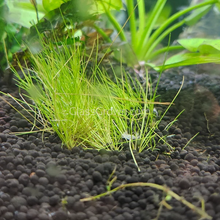 Load image into Gallery viewer, Dwarf Hairgrass 4" Coco Mat-Aquatic Plants-Glass Grown Aquatics-Glass Grown Aquatics-Aquarium live fish plants, decor
