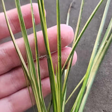 Load image into Gallery viewer, Pick Your Own Terrarium Plant 2"-Aquatic Plants-Glass Grown-Polka Dot Plant-Glass Grown Aquatics-Aquarium live fish plants, decor