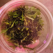 Load image into Gallery viewer, Tissue Culture Java Fern Windelov-Aquatic Plants-Glass Grown Aquatics-Glass Grown Aquatics-Aquarium live fish plants, decor