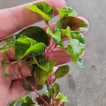 Load image into Gallery viewer, Pick Your Own Terrarium Plant 2"-Aquatic Plants-Glass Grown-Polka Dot Plant-Glass Grown Aquatics-Aquarium live fish plants, decor