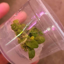 Load image into Gallery viewer, Tissue Culture Anubias Nana "Golden"-Aquatic Plants-Glass Grown Aquatics-Glass Grown Aquatics-Aquarium live fish plants, decor