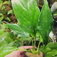 Load image into Gallery viewer, Pick Your Own Terrarium Plant 2"-Aquatic Plants-Glass Grown-Polka Dot Plant-Glass Grown Aquatics-Aquarium live fish plants, decor