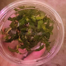 Load image into Gallery viewer, Tissue Culture Staurogyne Repens-Aquatic Plants-Glass Grown-Glass Grown Aquatics-Aquarium live fish plants, decor