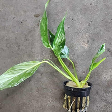 Load image into Gallery viewer, Pick Your Own Terrarium Plant 2"-Aquatic Plants-Glass Grown-Brazilian Sword-Glass Grown Aquatics-Aquarium live fish plants, decor