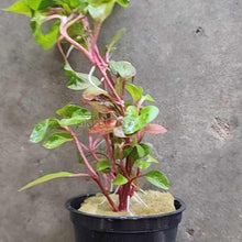 Load image into Gallery viewer, Pick Your Own Terrarium Plant 2"-Aquatic Plants-Glass Grown-Florida Ruffle-Glass Grown Aquatics-Aquarium live fish plants, decor