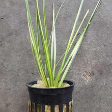 Load image into Gallery viewer, Pick Your Own Terrarium Plant 2"-Aquatic Plants-Glass Grown-Acorus Variegated-Glass Grown Aquatics-Aquarium live fish plants, decor