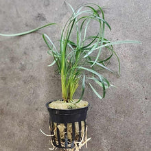 Load image into Gallery viewer, Pick Your Own Terrarium Plant 2"-Aquatic Plants-Glass Grown-Mondo Grass-Glass Grown Aquatics-Aquarium live fish plants, decor