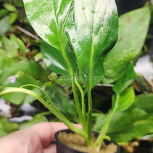 Load image into Gallery viewer, Pick Your Own Terrarium Plant 2"-Aquatic Plants-Glass Grown-Polka Dot Plant-Glass Grown Aquatics-Aquarium live fish plants, decor