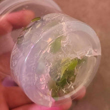 Load image into Gallery viewer, Tissue Culture Anubias Nana "Golden"-Aquatic Plants-Glass Grown Aquatics-Glass Grown Aquatics-Aquarium live fish plants, decor