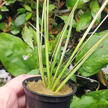 Load image into Gallery viewer, Pick Your Own Terrarium Plant 2"-Aquatic Plants-Glass Grown-Polka Dot Plant-Glass Grown Aquatics-Aquarium live fish plants, decor