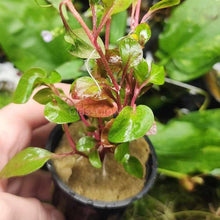 Load image into Gallery viewer, Pick Your Own Terrarium Plant 2"-Aquatic Plants-Glass Grown-Polka Dot Plant-Glass Grown Aquatics-Aquarium live fish plants, decor