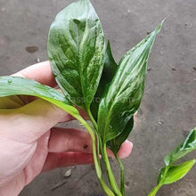 Load image into Gallery viewer, Pick Your Own Terrarium Plant 2"-Aquatic Plants-Glass Grown-Polka Dot Plant-Glass Grown Aquatics-Aquarium live fish plants, decor