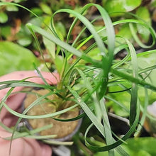 Load image into Gallery viewer, Pick Your Own Terrarium Plant 2"-Aquatic Plants-Glass Grown-Polka Dot Plant-Glass Grown Aquatics-Aquarium live fish plants, decor