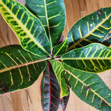 Load image into Gallery viewer, Croton 'Petra' 3" Pot-Indoor & Outdoor Plants-Glass Grown Aquatics-Glass Grown Aquatics-Aquarium live fish plants, decor