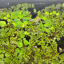 Load image into Gallery viewer, 1 CENT SAMPLE 2oz Mystery Floaters Sample-Aquatic Plants-Glass Grown-Glass Grown Aquatics-Aquarium live fish plants, decor