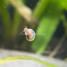 Load image into Gallery viewer, Mini Flat Ramshorn 10+ Snails-Live Animals-Glass Grown-Glass Grown Aquatics-Aquarium live fish plants, decor