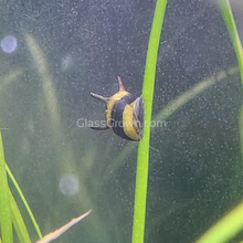 Load image into Gallery viewer, Bumblebee Horned Nerite Snail 3 Pack-Live Animals-Glass Grown-Pack of Three Snails-Glass Grown Aquatics-Aquarium live fish plants, decor
