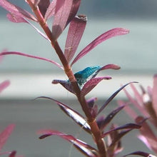 Load image into Gallery viewer, Blue Dream Dwarf Shrimp 10+ Pack-Live Animals-Glass Grown-10x-Glass Grown Aquatics-Aquarium live fish plants, decor