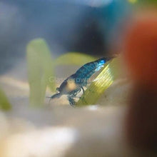 Load image into Gallery viewer, Blue Dream Dwarf Shrimp 10+ Pack-Live Animals-Glass Grown-10x-Glass Grown Aquatics-Aquarium live fish plants, decor
