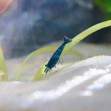 Load image into Gallery viewer, Blue Dream Dwarf Shrimp 10+ Pack-Live Animals-Glass Grown-10x-Glass Grown Aquatics-Aquarium live fish plants, decor