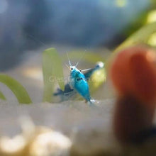Load image into Gallery viewer, Blue Dream Dwarf Shrimp 10+ Pack-Live Animals-Glass Grown-10x-Glass Grown Aquatics-Aquarium live fish plants, decor