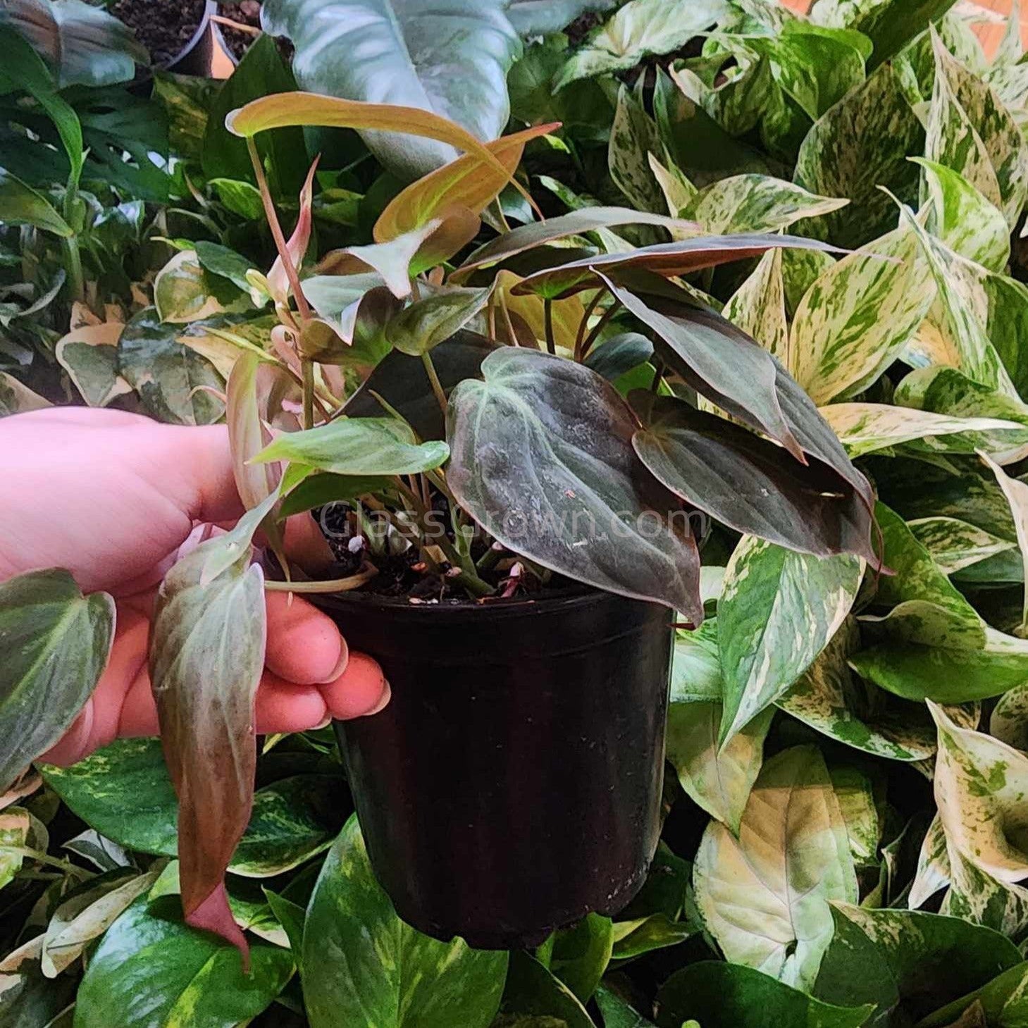 Philodendron Micans Stem Rooted Stems or Pots – Glass Grown Aquatics